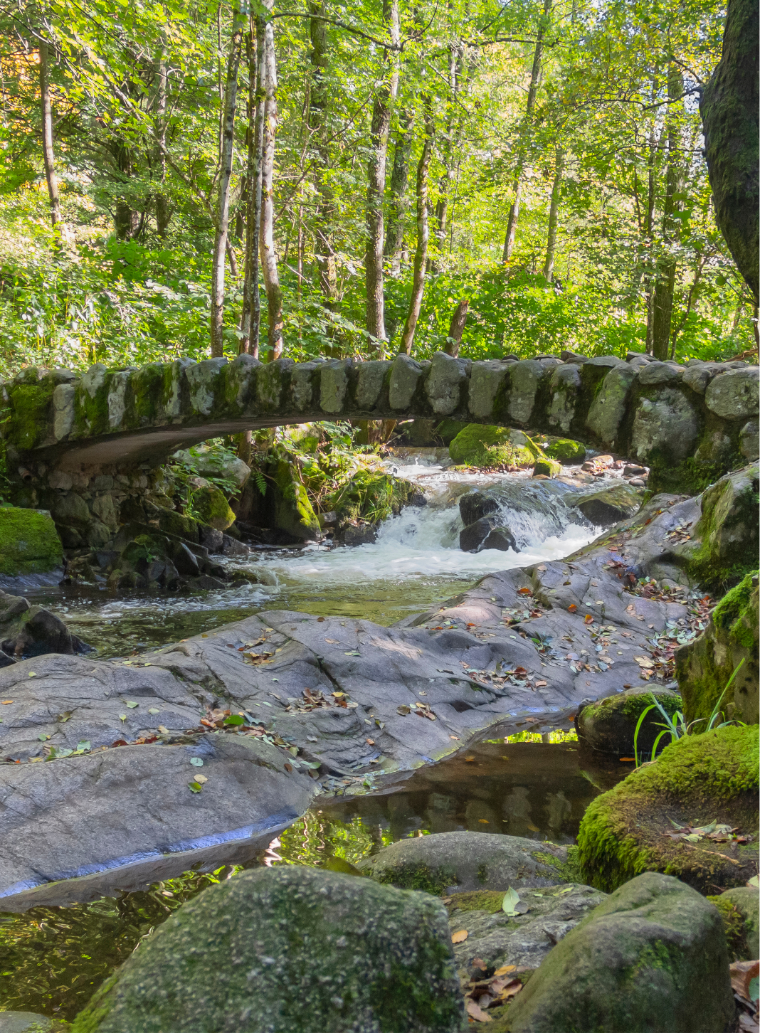 Pont de pierre et cascade dans une forêt du Parc naturel régional des Ballons des Vosges