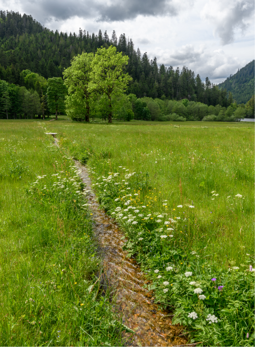 Sentier de randonnée dans une prairie fleurie de la vallée de Gérardmer, Vosges