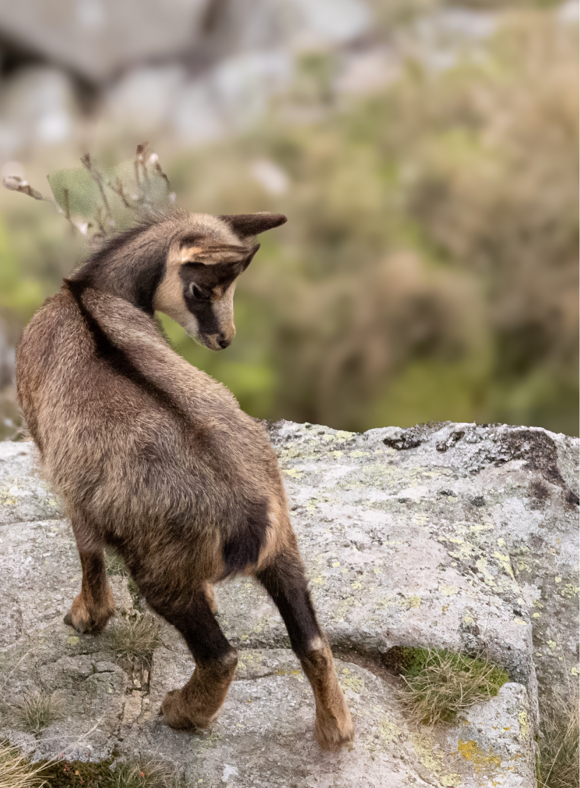 Chamois sur un rocher dans le massif des Vosges, près de Gérardmer