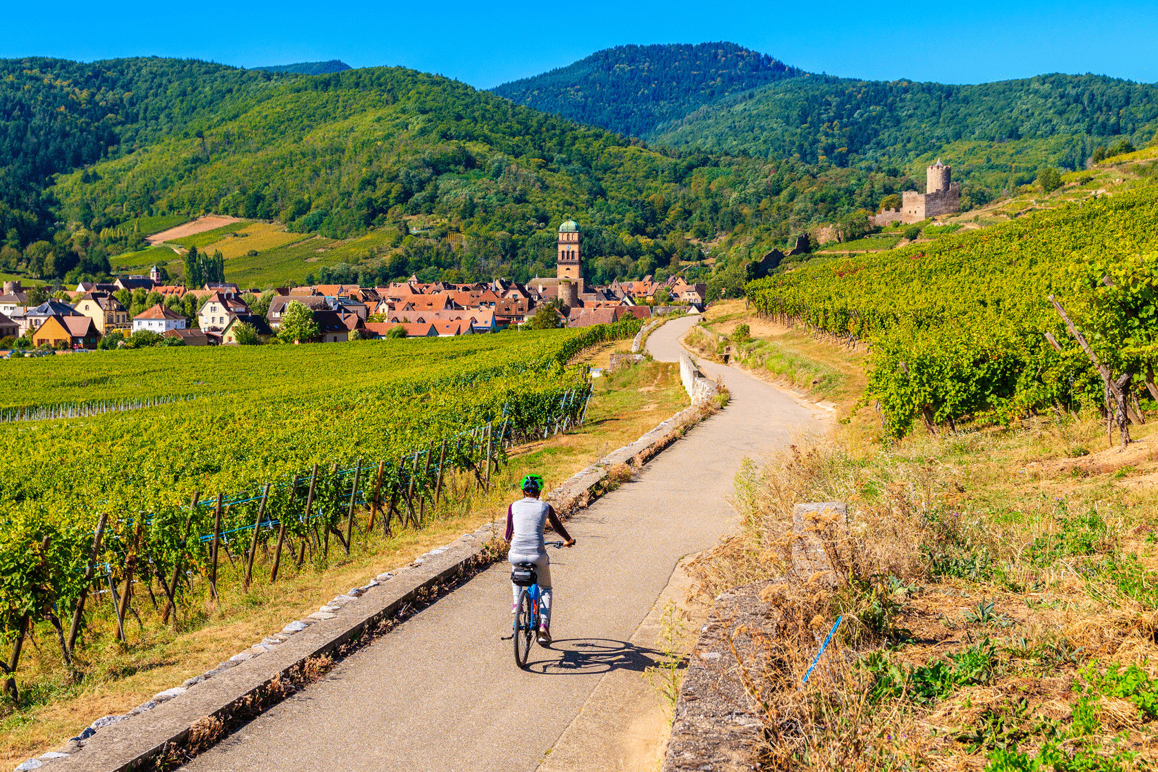 Cycliste sur une piste à travers les vignes, route des vins d'Alsace