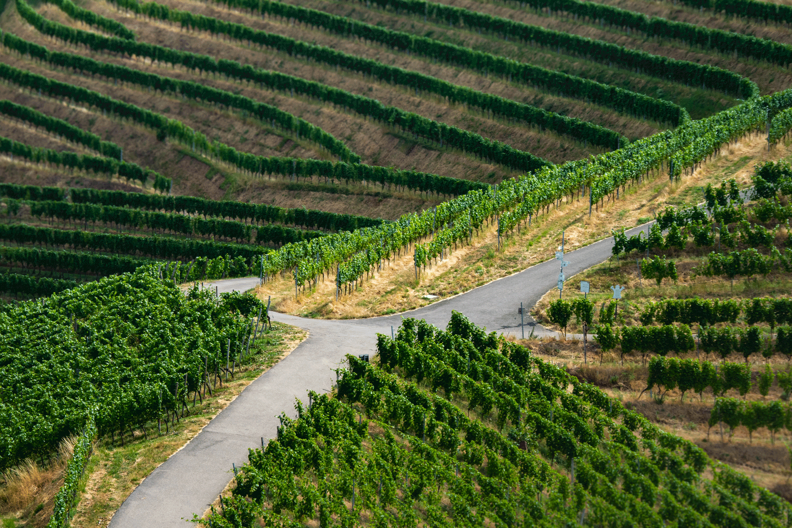 Routes sinueuses à travers les vignobles de la route des vins d'Alsace