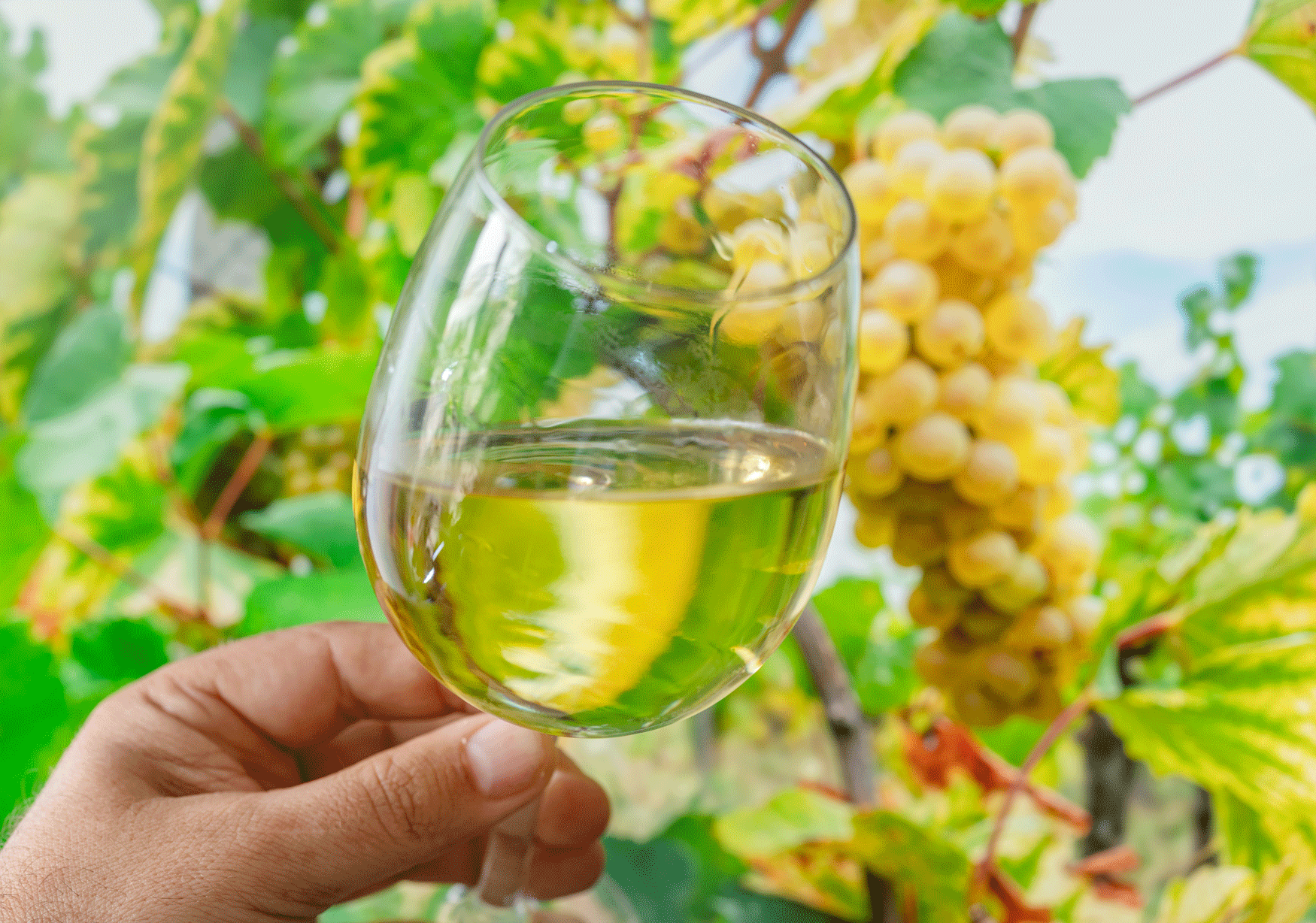 Verre de vin blanc d'Alsace devant une grappe de raisin dans les vignes