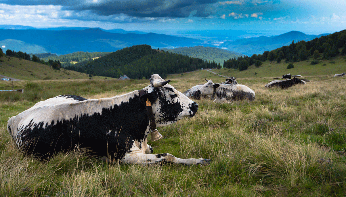 Vaches vosgiennes dans les hautes chaumes du massif des Vosges